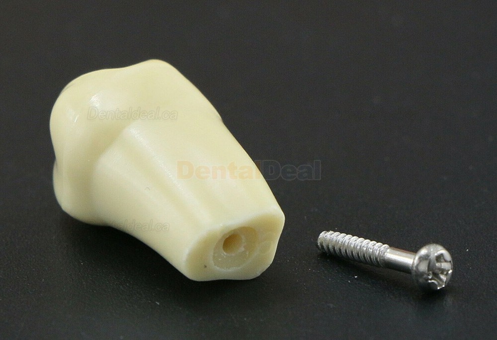 Dental Typodont M8021/M8022 28/32Pcs Replacement Teeth Fit Frasaco AG3/ANA-4